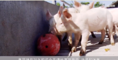 <em>丹麥</em>皇冠豬肉：新型養豬模式引領行業發展