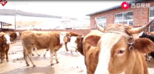 疫情之下的<em>春季</em>動物<em>防疫</em>行動，為<em>畜牧</em>業發展保駕護航