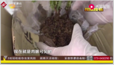 長沙郵局截獲了六株<em>未經</em>檢疫，帶有境外昆蟲<em>的</em>活體植物