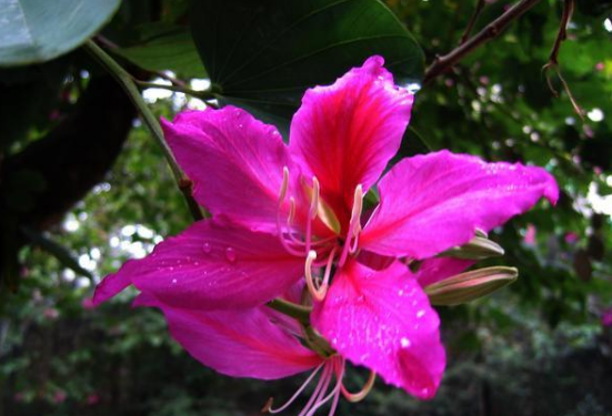 <em>香港</em>的市花紫荊花，紫荊花代表的意義