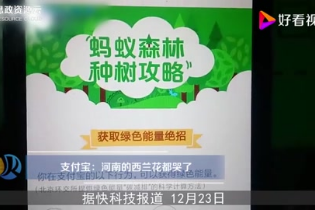 鄭大河大西蘭花之戰(zhàn)