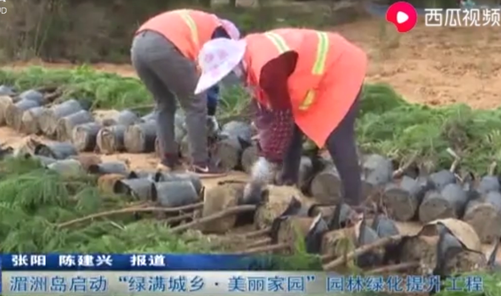 莆田湄洲島啟動“綠滿城鄉美麗家園”園林綠化提升工程