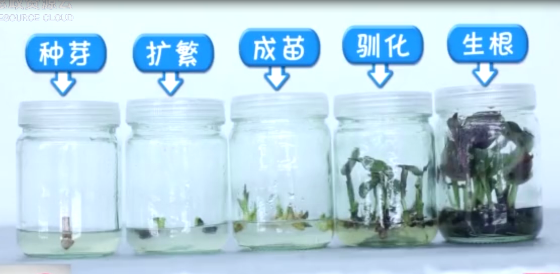 廣州<em>有</em>園林黑科技 <em>一顆</em>種子長出<em>多</em>株植物