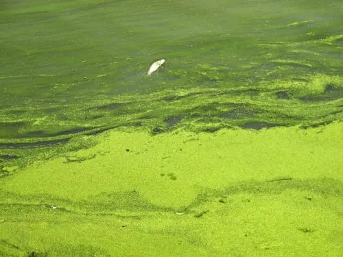 太湖、巢湖、滇池藍藻<em>的</em>連續暴發，為“三湖”流域水污染綜合治理敲響了警鐘