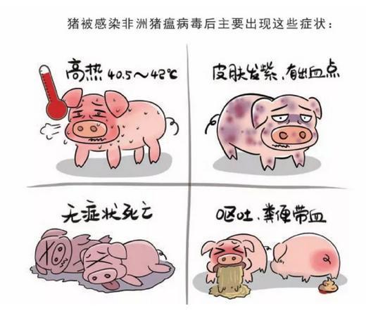 豬被感染非洲豬瘟病毒后主要出現的癥狀