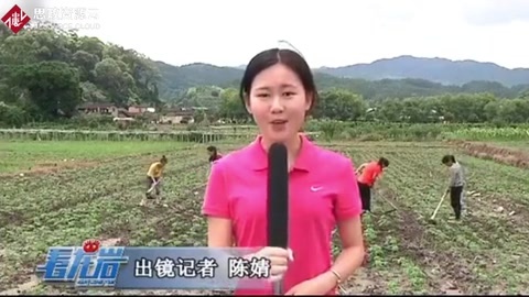 連城宣和打造中草藥小鎮