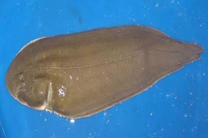 “富貴魚”——半滑舌蹋