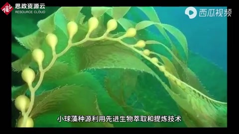 一分鐘了解<em>小球</em>藻