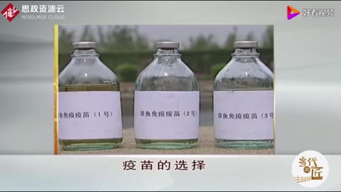 草魚人工免疫技術(shù)，疫苗該如何選擇，這點(diǎn)一定要注意