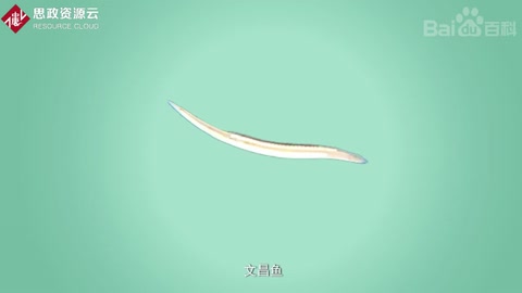 文昌魚——指示脊椎動(dòng)物起源的鑰匙