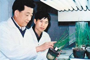小麥銹病<em>專家</em>—<em>李</em>振岐