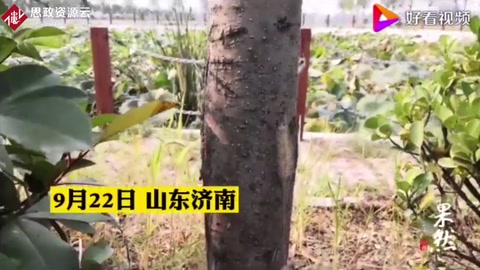 美國白蛾瘋狂！濟南多路段林木樹葉被“啃光”