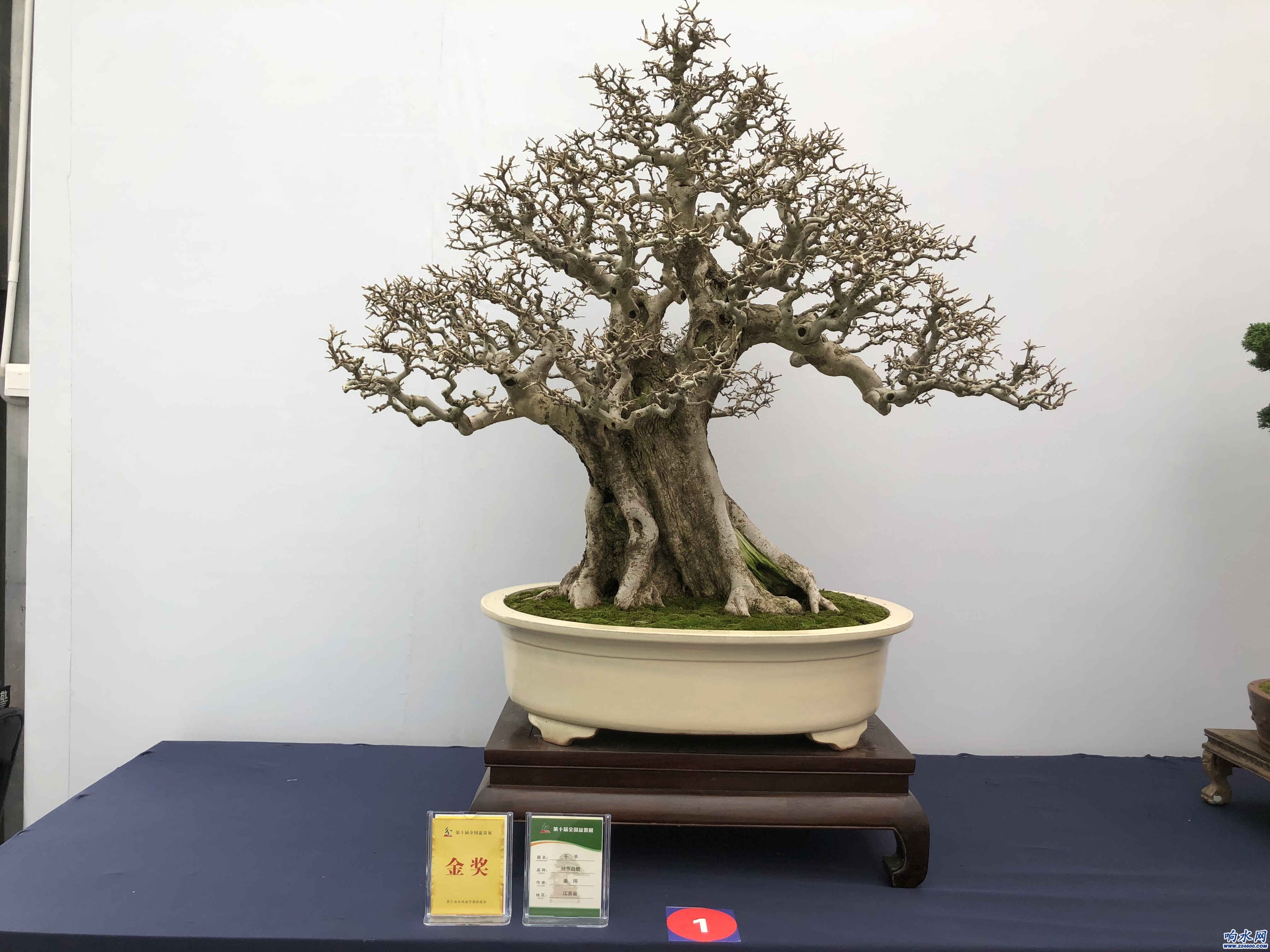 <em>第十屆</em><em>盆景</em><em>展</em>、<em>第八屆</em><em>沭陽</em>花木節(jié)金獎(jiǎng)作品：《千手》