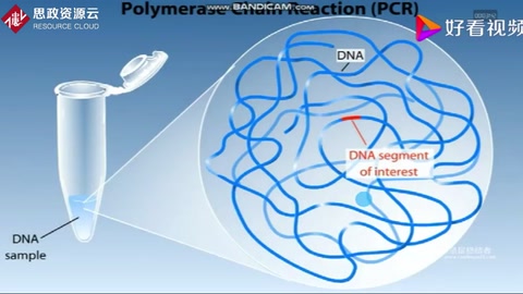 PCR擴增技術原理