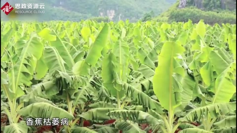 香蕉枯萎<em>病</em>發病原因及癥狀