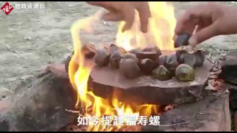 福壽螺入侵40年，吃貨拿它沒辦法！螺肉含有千條寄生蟲！