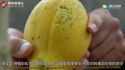 轉基因木瓜培育者：我們用了7年 挽救了幾近滅亡的產業
