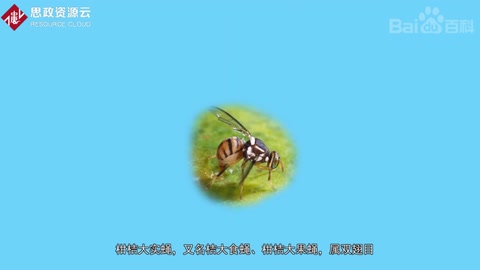 一分鐘了解<em>柑橘</em>大實蠅