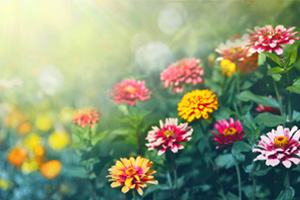 <em>植物保護(hù)</em><em>專業(yè)</em>：<em>普通</em><em>植物病理學(xué)</em>《郁金香的“病態(tài)美”》<em>課程</em><em>思</em><em>政</em><em>案例</em>