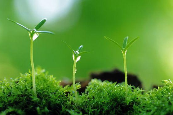 植物保護(hù)專業(yè)：農(nóng)業(yè)昆蟲學(xué)(玉米害蟲：草地貪夜蛾) 、普通昆蟲學(xué)(昆蟲的趨光性、遷飛性)、植物保護(hù)概論《2019年中國草地貪夜蛾應(yīng)急防控》課程思政案例