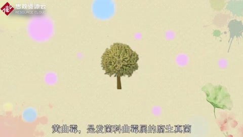 原來黃曲霉長這樣