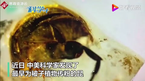 琥珀中一億年前<em>的</em>“采花大盜” 破解“達爾文討厭之謎”