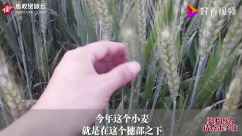 水稻紋枯病的表現癥狀及其防治