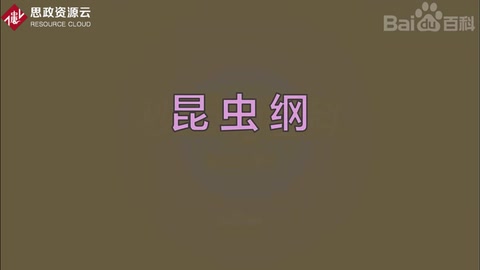 原來昆蟲<em>綱</em>長這樣