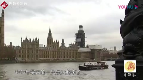 2019年，最大的一只黑天鵝來了！