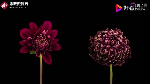 花朵延時攝影短片