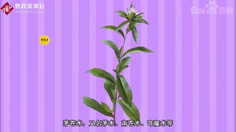 帶你了解茅蒼術(shù)——菊科植物