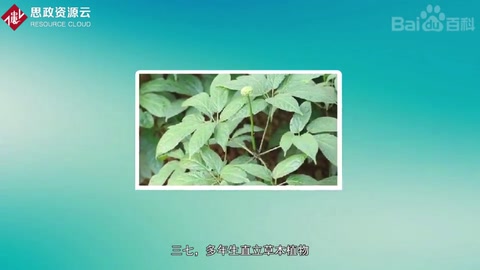 帶你了解三七——五加科人參屬植物