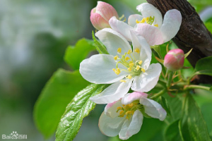 <em>海棠</em>——薔薇科植物