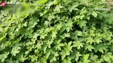 草甘膦這五個<em>除草</em>配方，能解決所有雜草<em>除草</em>難題
