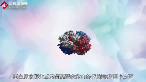 帶你了解氨基酸代謝——在肝臟中分解代謝