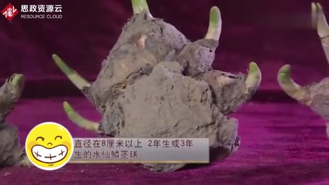 精湛的手藝，老師傅把水仙雕成藝術品