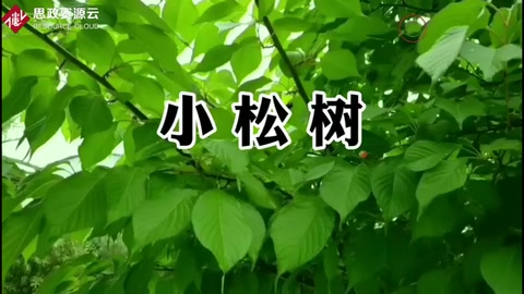 兒童歌曲《小松樹》
