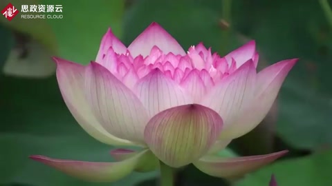 <em>中國</em><em>十</em><em>大名</em>花之荷花欣賞