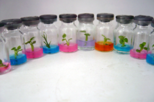 創新環保作品--植物寶寶