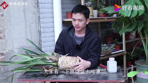 蘭花分株技巧
