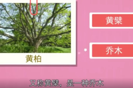 認識黃柏