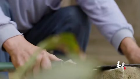 中藥本草青蒿素對(duì)世界人類的貢獻(xiàn)