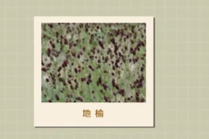 地榆：觀賞價(jià)值藥用價(jià)值都很高的<em>植物</em>