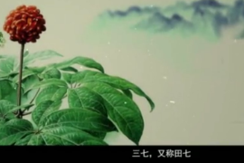 弘揚中醫藥文化,傳播中醫藥知識：中華本草-<em>三七</em>