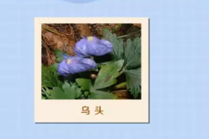 烏頭：<em>具有</em>藥用<em>價值</em>和觀賞<em>價值</em><em>的</em>草本植物