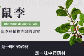 弘揚<em>中醫藥</em><em>文化</em>,傳播<em>中醫藥</em>知識：中華<em>本草</em>-鼠李