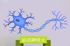科普中國·科學百科：運動神經元