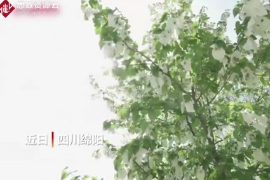 四川平武萬余畝野生珙桐花競相綻放
