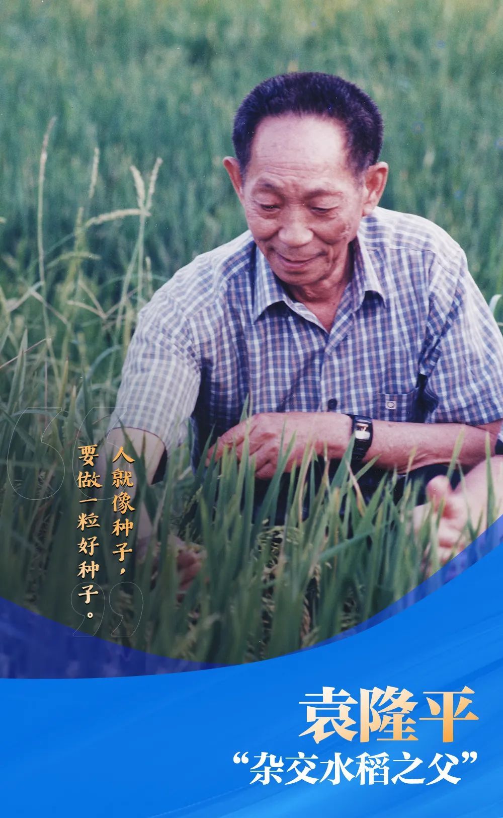 授課圖片—<em>雜交</em><em>水稻</em><em>之父</em> <em>袁隆平</em>