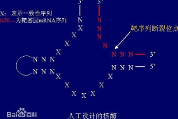 <em>RNA</em>加工修飾